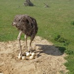 ostrich nest